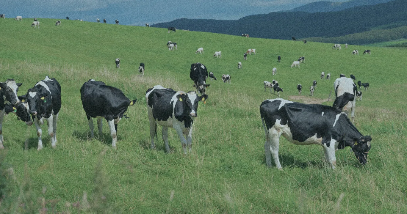 緑の牧草地で草を食む乳牛の群れ